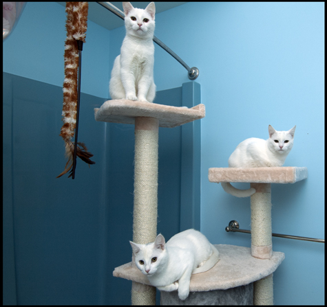 Tower of White Kittens.jpg